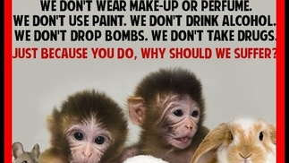 Against Animal Testing - Animal Experimentation